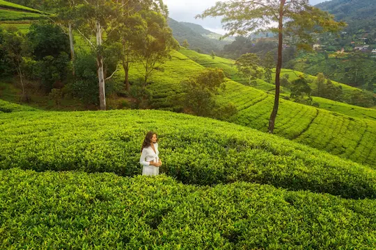 Nuwara Eliya