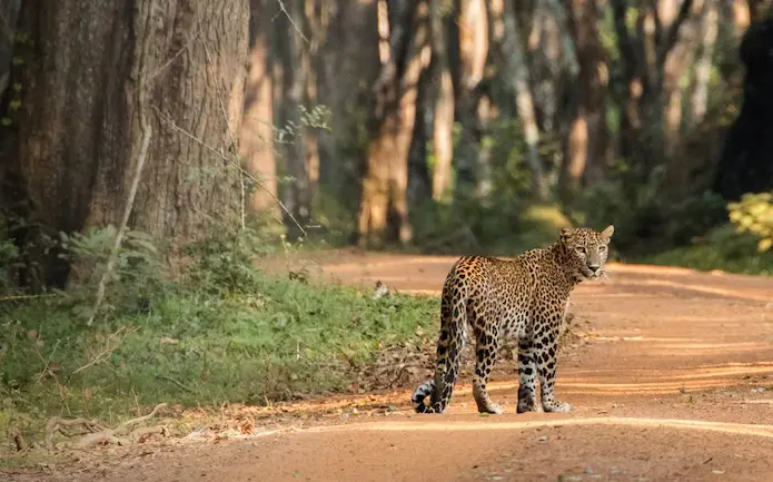 Wilpattu National Park