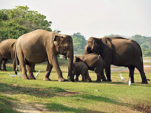 Yala National Park