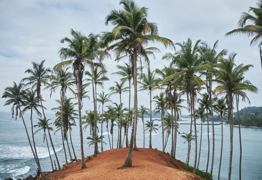 Mirissa Tour