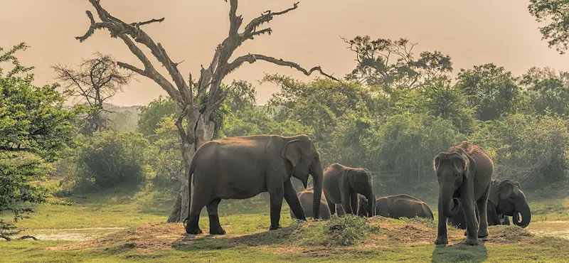 Yala Safari